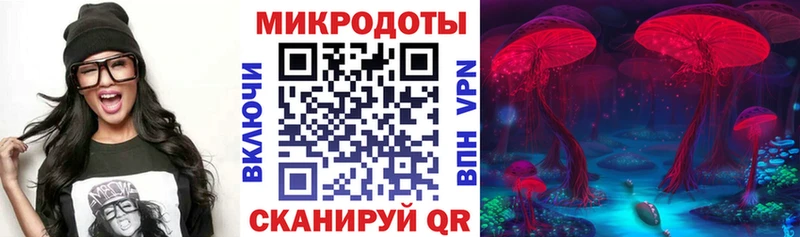 Купить Кингисепп Псилоцибиновые грибы Psilocybine cubensis